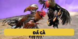 Đá gà